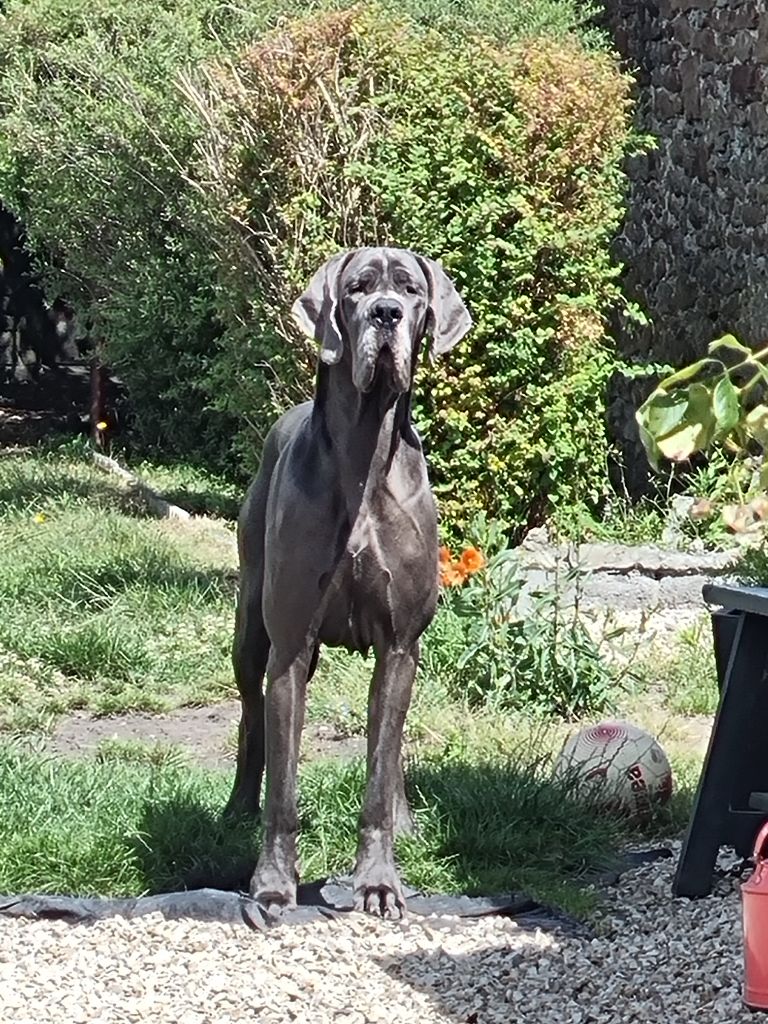Ona de dogoko